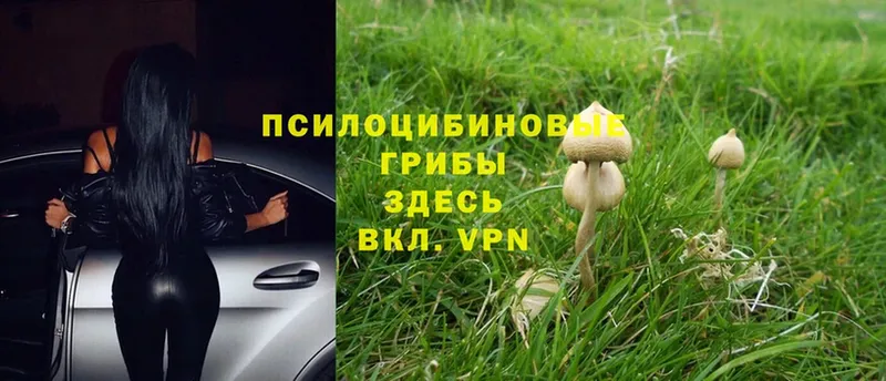 kraken как зайти  Кстово  Псилоцибиновые грибы MAGIC MUSHROOMS  где продают  